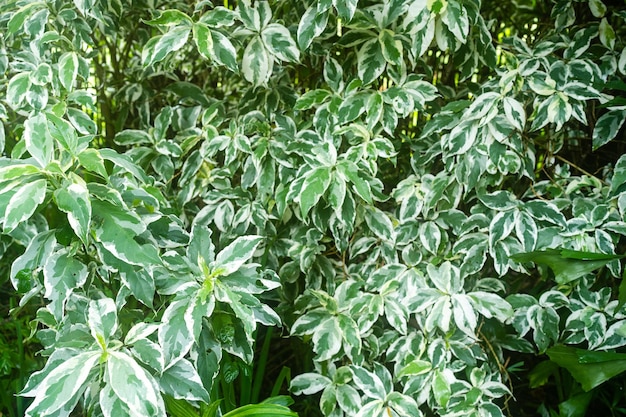 Foto una pianta con foglie bianche e verdi e la scritta 