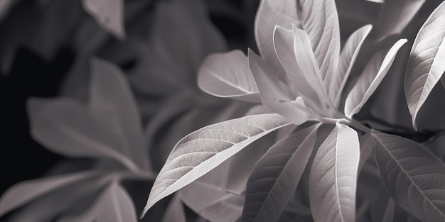 白い葉と黒い背景を持つ植物