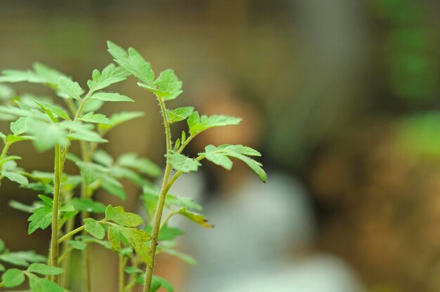 背景に女性がいる植物