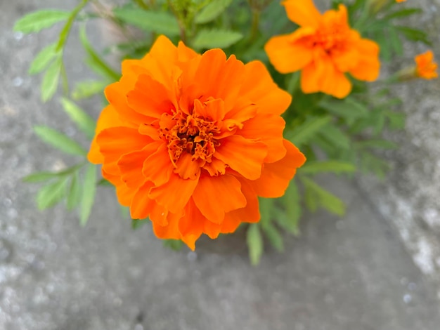 A plant with a yellow flower on it