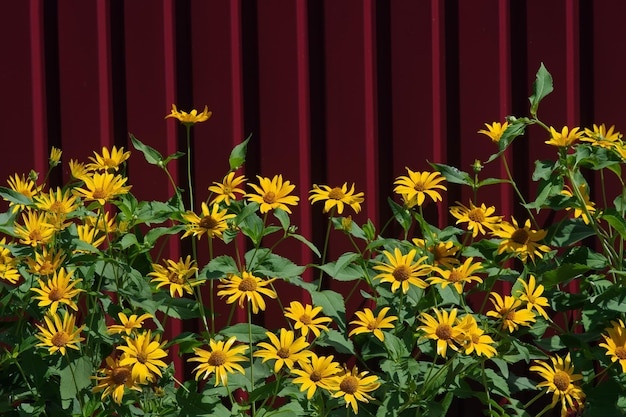 赤いフェンスの前で黄色い花をかせた植物