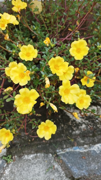 A plant with yellow flowers in a garden