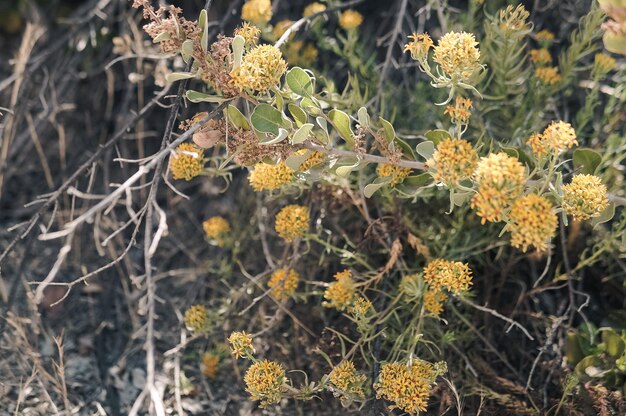 Photo a plant with yellow flowers and green leaves