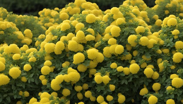 Photo a plant with yellow flowers that are blooming