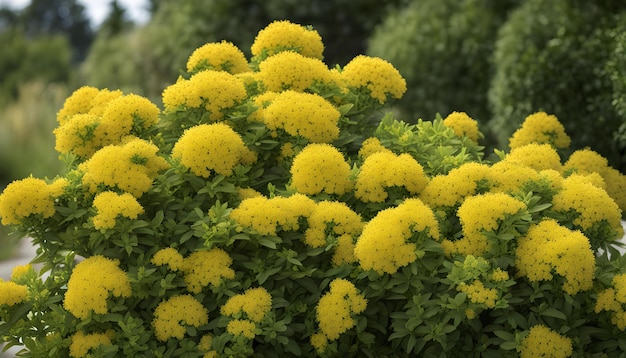 Photo a plant with yellow flowers that is blooming