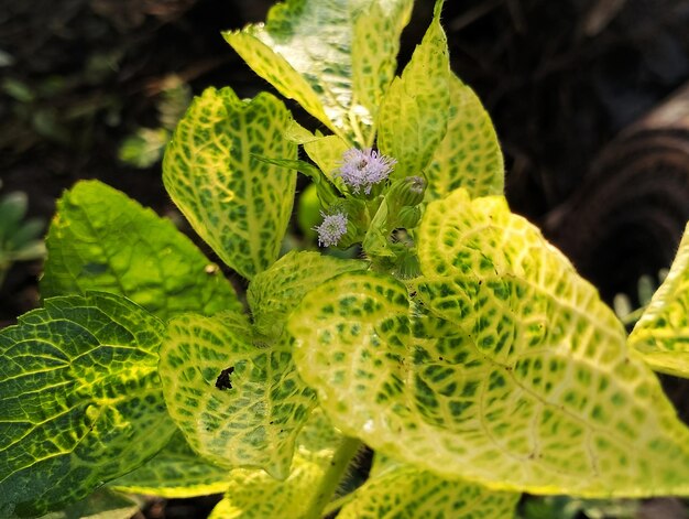 A plant with yellow and green leaves and white flowers