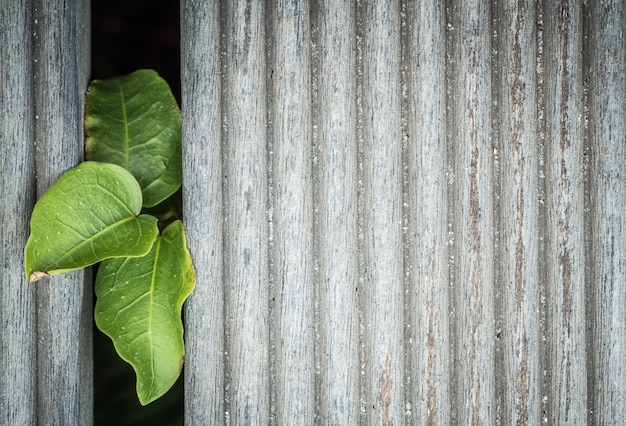 Plant between wooden floor