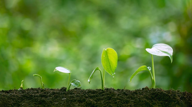 Plant zaailingen die in ontkiemingsvolgorde groeien op vruchtbare grond met een wazige natuurlijke achtergrond