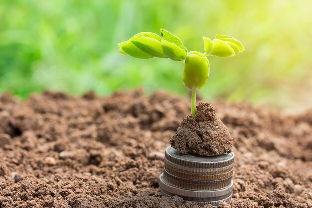 Plant zaailingen en munt op de grond