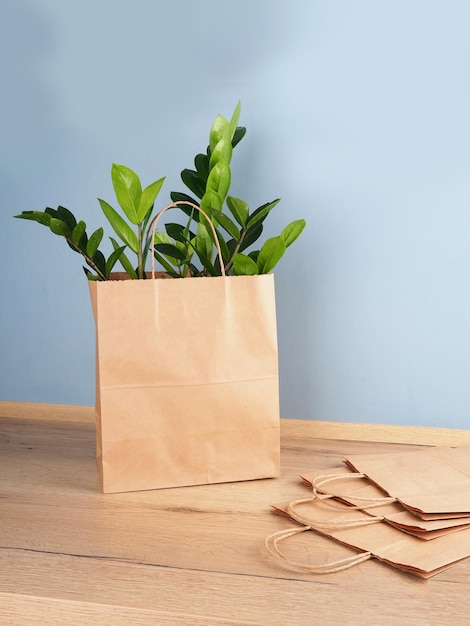 A plant zamioculcas in a kraft bag on the kitchen table