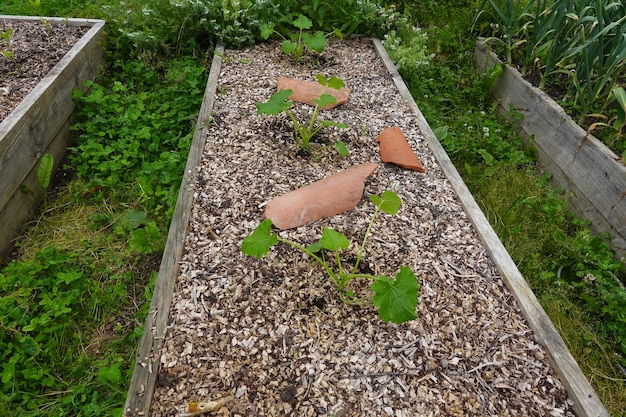 посадить кабачки на заднем дворе вырастить кабачки на огороде на деревянной грядке