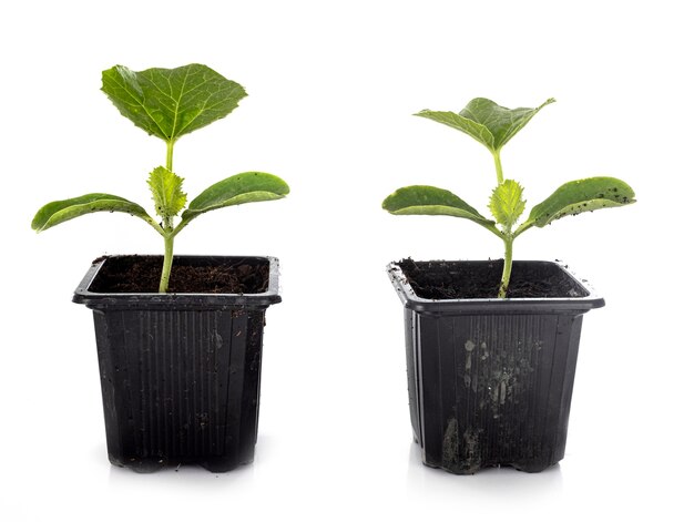 Plant of Zucchini in front of white wall