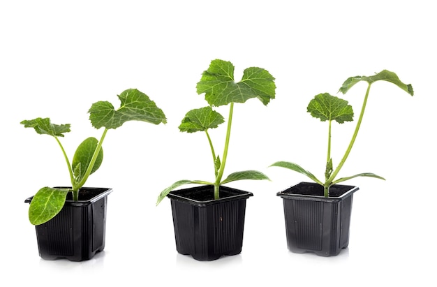 Plant of Zucchini in front of white wall