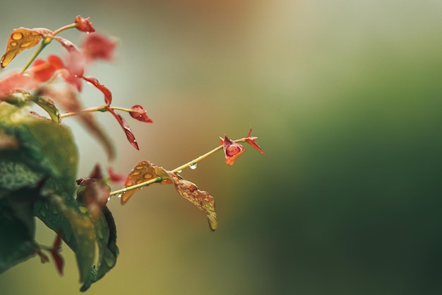 植物