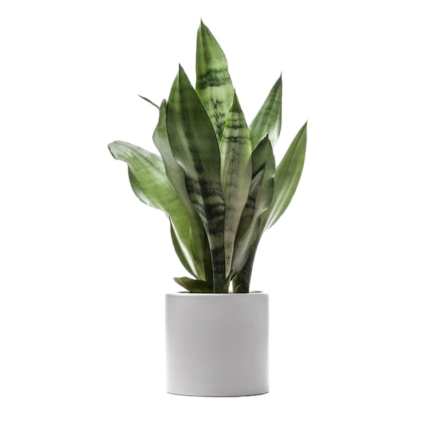 植物