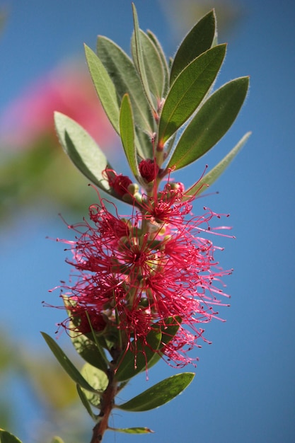 Фото planta roja con una abeja