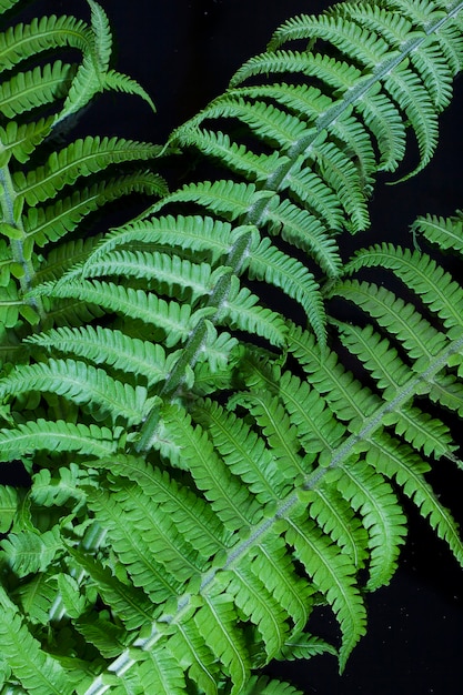 Plantaardige achtergrond, groene varenbladeren op een donkere achtergrond