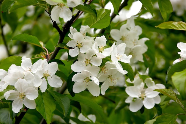 Plantaardige achtergrond van witte bloemen van een jonge appelboom