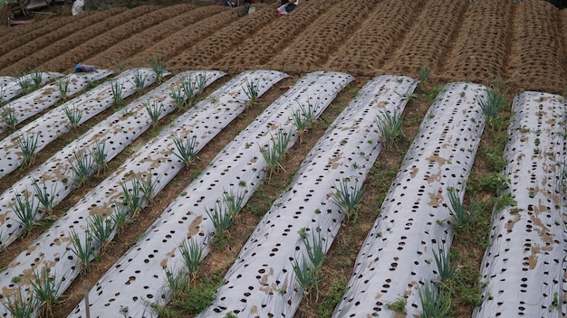 Plantaardige boerderij