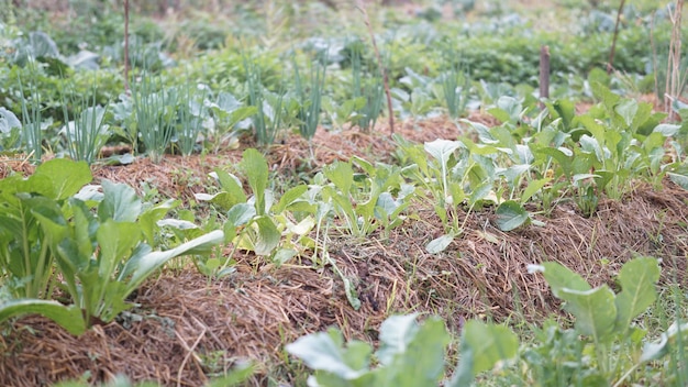 Plantaardige plant groeit in tuinboerderij. voedsel plantage