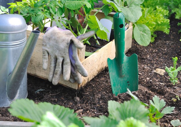 Plantaardige planten planten