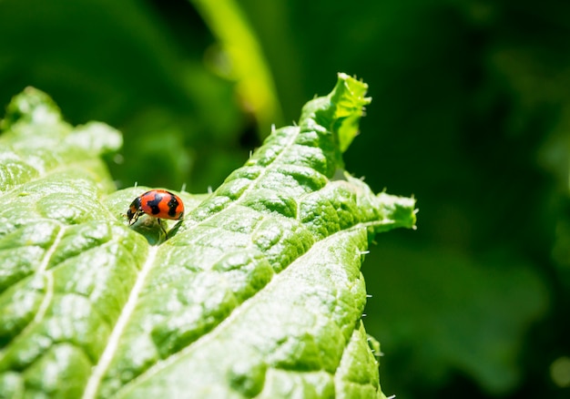 Foto plantaardige slabladeren