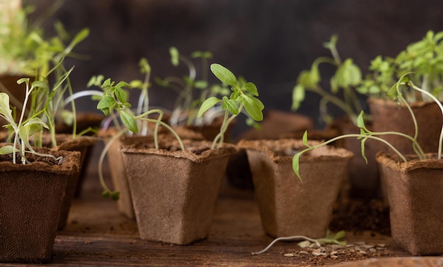 Plantaardige zaailingen in biologisch afbreekbare potten op houten tafel close-up Stedelijk tuinieren