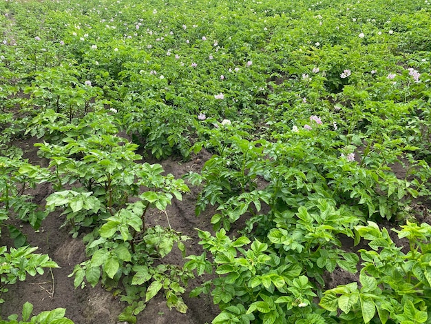 plantage met groene bloeiende aardappelstruiken