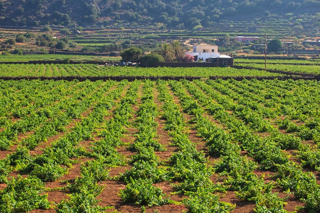 Plantage, Pantelleria