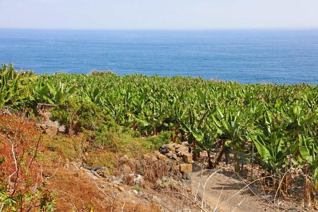 Plantage van bananen in Tenerife