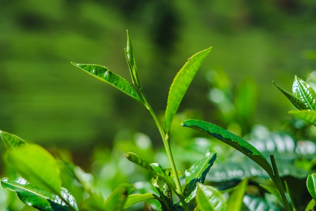 Plantage van close-up de verse groene theebladen van Sri Lanka.