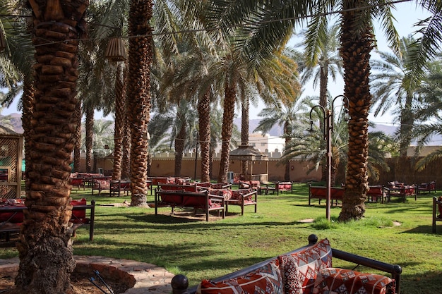 Plantage van dadelpalmen, afbeelding toont landbouwindustrie in Saoedi-Arabië