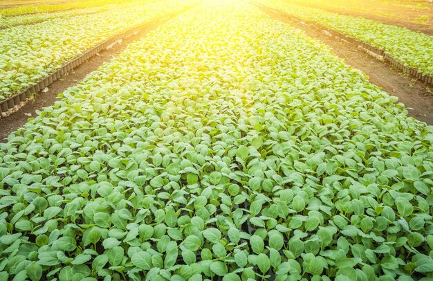 Plantage van jonge planten kool close-up weergave