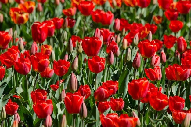 Plantage van rode tulpen prachtige tulpen met dieprode kleur