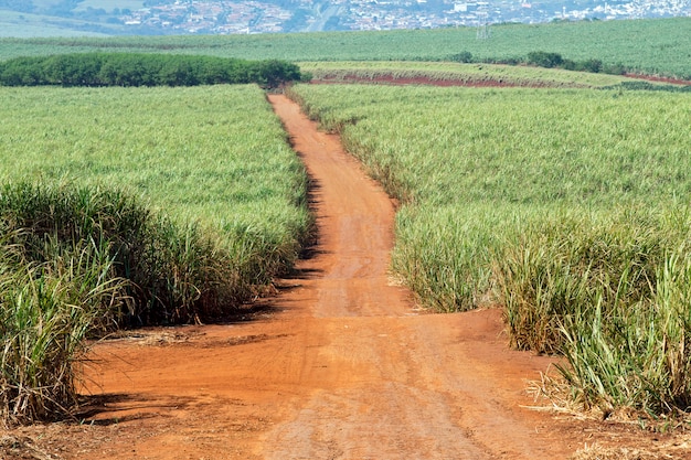 Plantage van suikerriet in Brazilië