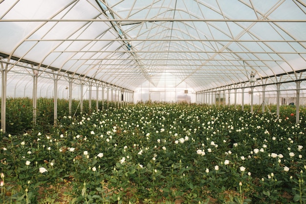 Plantage van witte rozen in kas Zomertijd