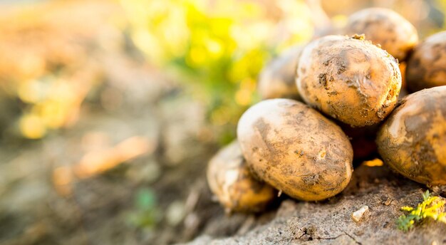 Plantages groeien Verse biologische aardappelen oogsten in het veld Aardappelen in de modder