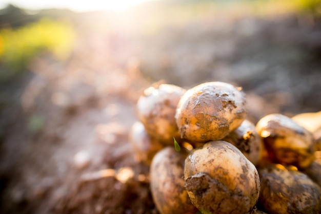 Plantages groeien Verse biologische aardappelen oogsten in het veld Aardappelen in de modder