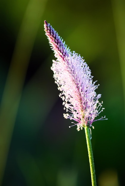 Plantago plant in bloei Mediaal kruid