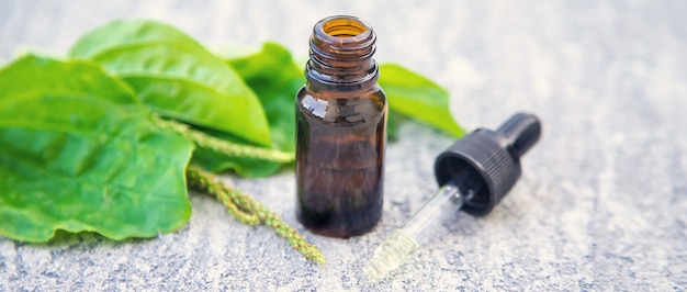 Plantain essential oil in a small bottle. Selective focus. nature.