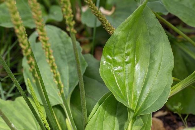 緑の葉を持つオオバコ顕花植物オオバコ主要な広葉樹オオバコ白人男性の足以上のオオバコ