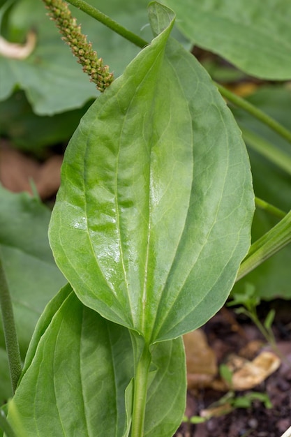녹색 잎이 있는 질경이 꽃 식물 Plantago 주요 광엽 질경이 백인의 발 또는 큰 질경이