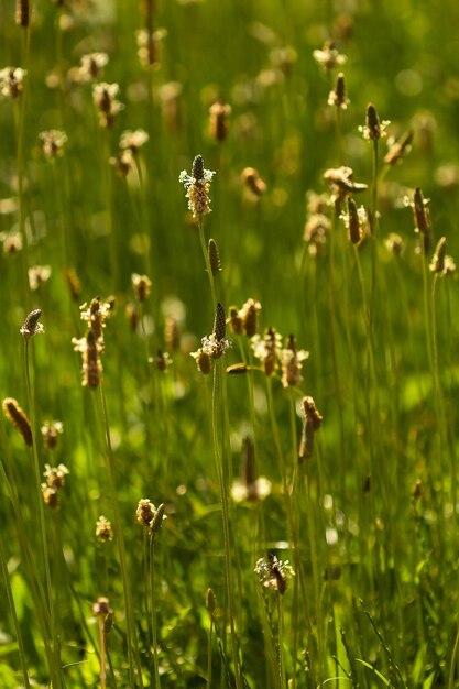 夏の逆光でオオバコの花