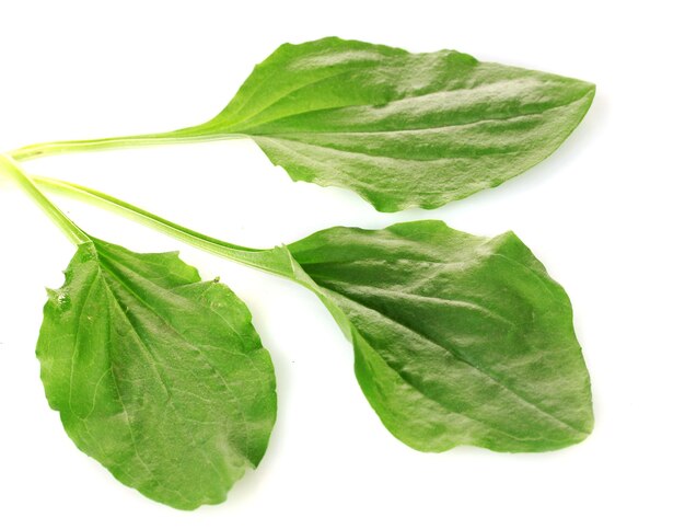 Plantain leves isolated on a white