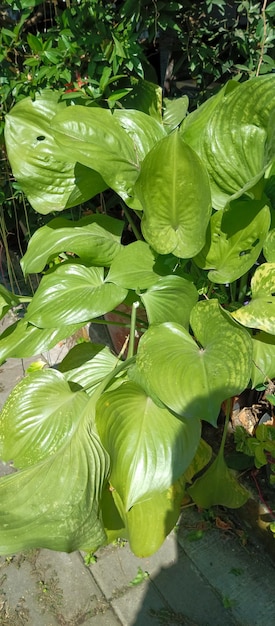 Plantain lilies Plant taken from a closeup angle