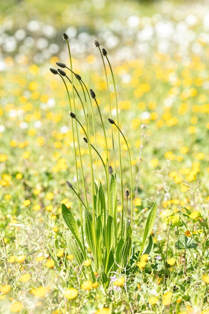 Plantain plant in a field in spring