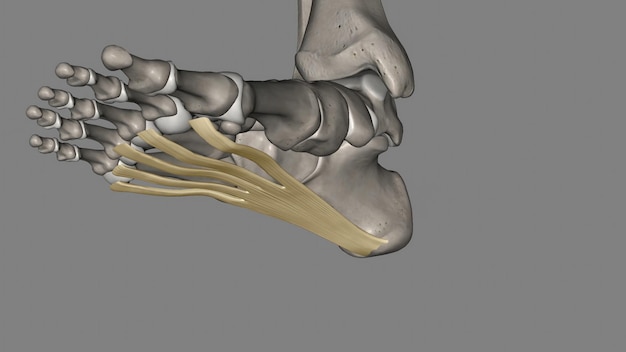 The Plantar aponeurosis is the modification of Deep fascia which covers the sole