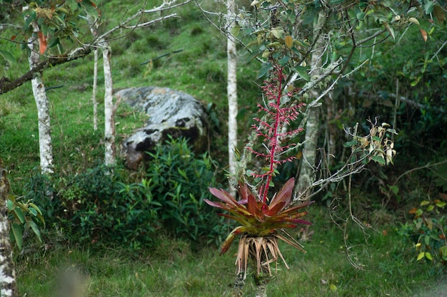 plantas y flores de colombia