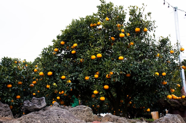 Plantation agriculture of hallabong mandarin oranges fruits plant tree in Jeju garden park landmarks place for korean people and foreign travelers travel visit eat drink at Jeju do island South Korea