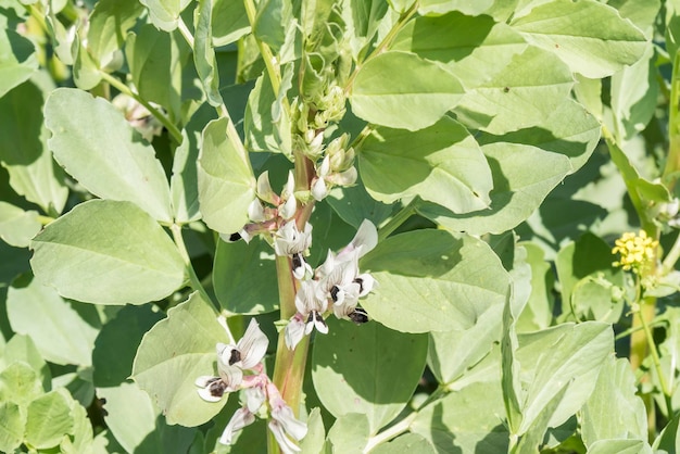 Plantation broad bean blooming